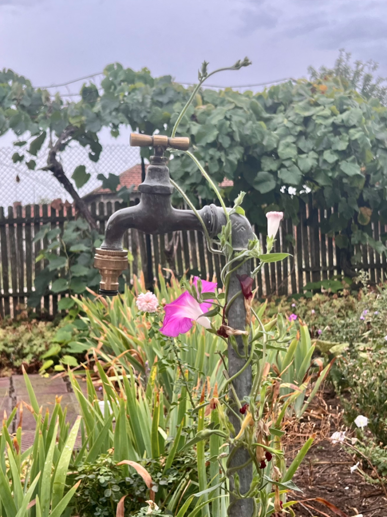 Hoe manifesteer je een idee - vreugde- beren op de weg- EmotieGids