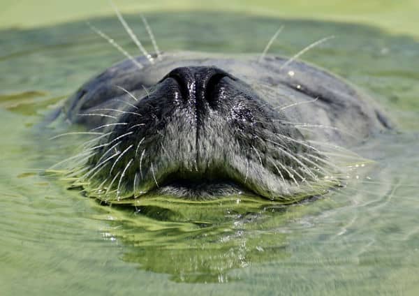 Hoe blijf je in het moment – gelijk een zeehond?