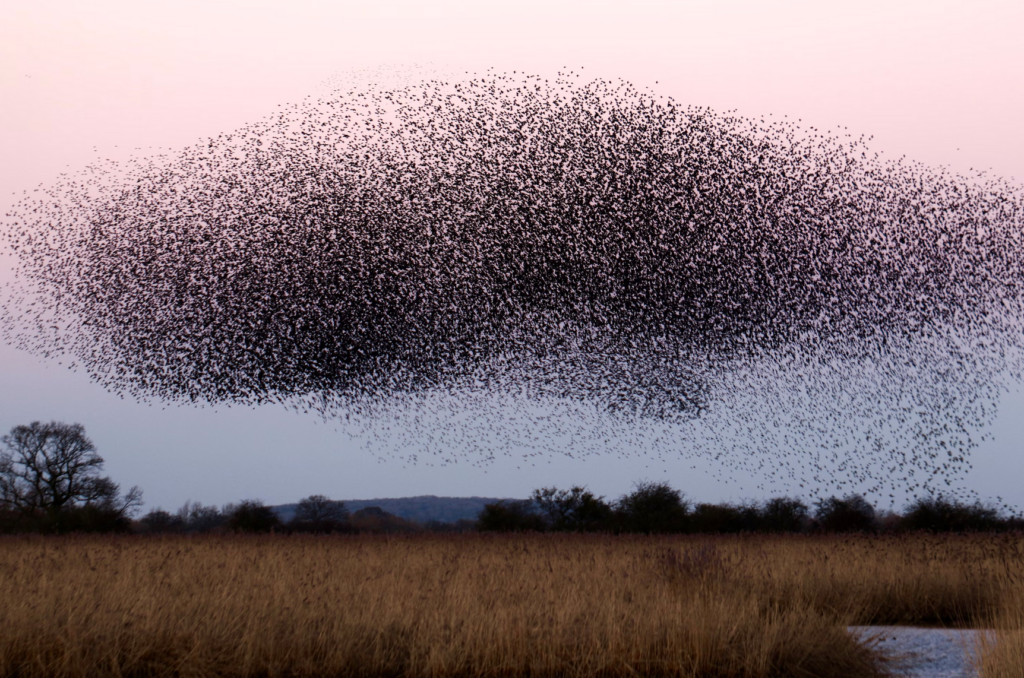 waarheid van wisdom of the crowd - verslaafd aan social media - emotiegids