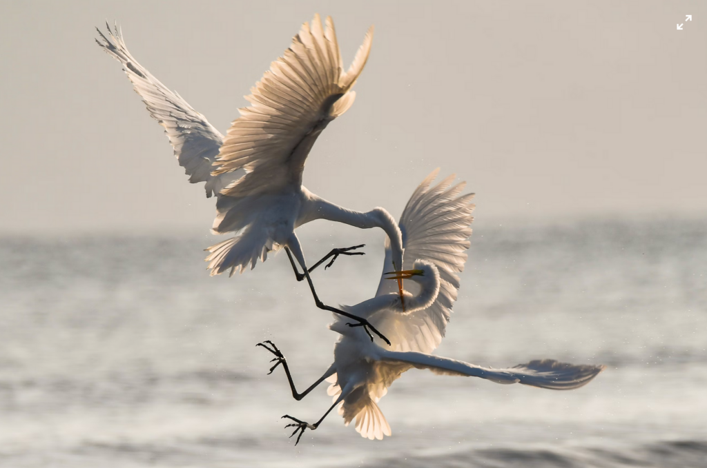 emotiecoach en de natuurwetten - EmotieGids vechtende dieren